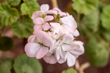 flores y plantes de distintos tipos y colores captados en jardines y campos de Chile