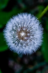 flores de distintos tipos y colores captadas en jardines o en el campo de Chile