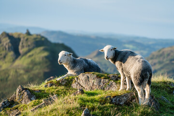 Herdwick sheep in the Lake District on mountain - Powered by Adobe