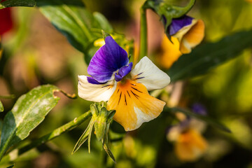 flores de distintos tipos y colores captadas en jardines o en el campo de Chile