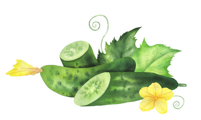 Cucumbers illustration