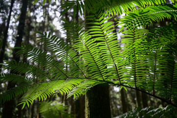 Obraz na płótnie Canvas fern leaves in the forest