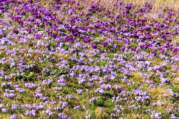 Obraz premium Purple crocus flowers on the lawn at spring