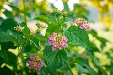 Lantana camara commonly known as west indian lantana