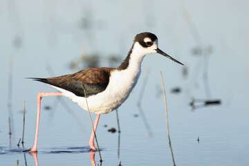 A black-necked stilt (Himantopus mexicanus), a delicate wading bird, at Myakka River State Park, Florida