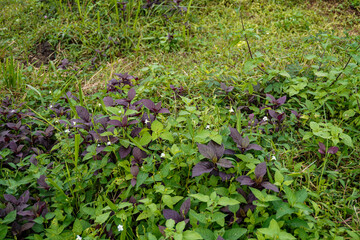 Green leaves bushes in the middle of the forest