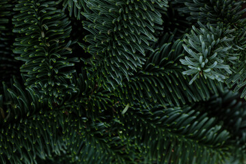 Naklejka na ściany i meble Macro branches of nobilis. Green floral background.
