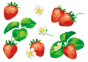 水彩風イラスト　いちご　花と実と葉