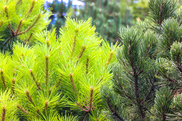 Pine branches background. Long, thin green-yellow spiny needles on a spruce branch at sunny summer, spring day. Tropical, subtropical coniferous forest. New Year's Tree. Natural background.