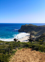 Two ostriches meeting at Cape of Good Hope coats - South Africa