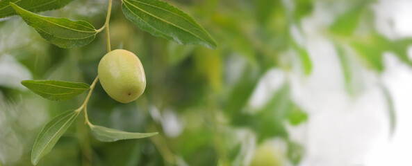 Green olives, a symbol of health and well-being, grow on the branch of an olive tree in the garden....