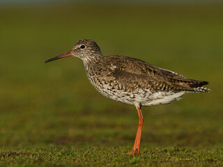 Common redshank (Tringa totanus)