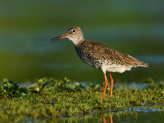 Common redshank (Tringa totanus)
