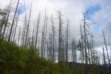 burnt forest in the mountains