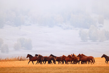 horses running across the steppe, dynamic freedom herd