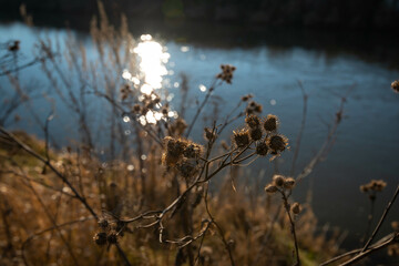 Group of dried thistle near a small river at sunset, reflecting sun in the water on the background.