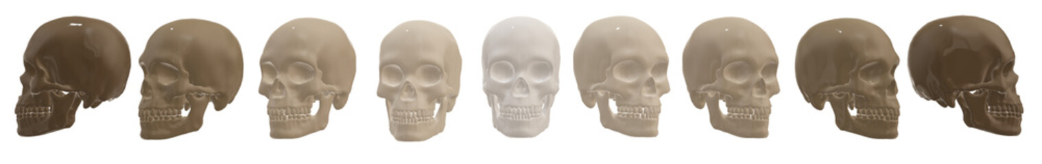head, human skeleton