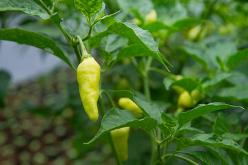 Raw chili pepper plant in the garden