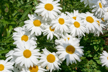 Beautiful White Shasta Daisies Growing In The Garden In Summer