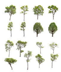 trees on white background isolated,file png