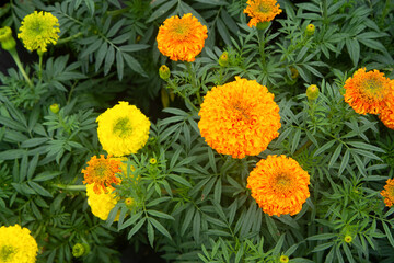 beautiful marigold flower blooming