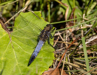 Black tailed skimmer dragonfly on a leaf. Macro image.