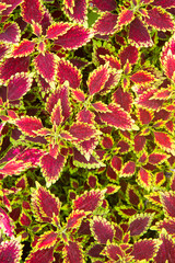 fullframe shoot of  colorful leaves pattern Plectranthus scutellarioides, coleus or Miyana or Miana leaves or Coleus Scutellaricides