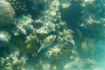 Fototapeta na wymiar Korallen und Fisch im Roten Meer