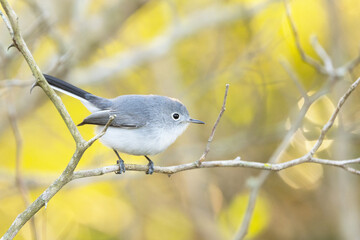 Blue-grey gnatcatcher (Polioptila caerulea), a small bird, perched on a twig in Sarasota, Florida