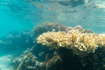 Korallen und im Roten Meer