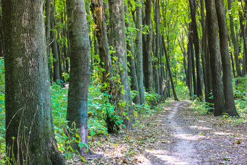 Obraz premium Tall green trees with fresh foliage in summer forest, park at sunny day. A maple grove. A curving footpath winds away beyond a horizon. A beautiful landscape, picturesque walkway. Nature wallpaper.