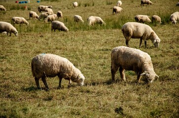 flock of sheep
