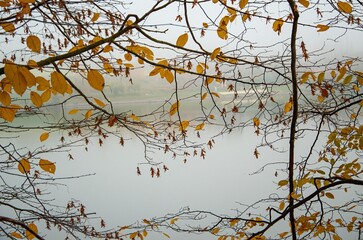 foggy autumn