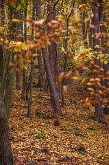 autumn in the forest