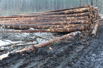 Tree trunk logs with bark in a forest after forest felling or tree clearing in winter in Europe