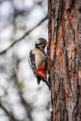 Little woodpecker sits on a tree trunk. The great spotted woodpecker, Dendrocopos major