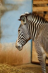 zebra in the zoo