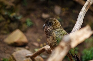 bird on a branch