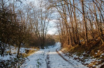 snowy path in forest