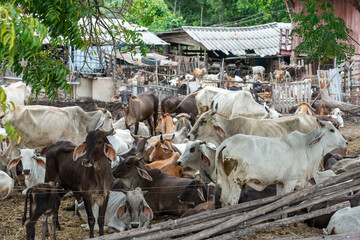 THAILAND LOPBURI AGRICULTURE CATTLE FARM - obrazy, fototapety, plakaty