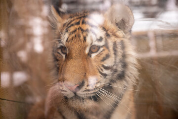 The tiger in the aviary of the zoo rests its nose against the dirty scratched muddy glass.Siberian tiger, also known as the Amur tiger is in a zoo behind protective glass