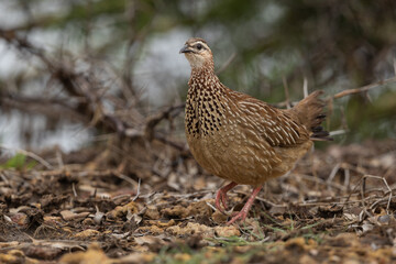 Crested francolin in natural habitat