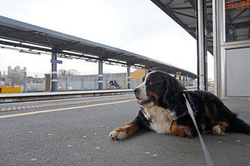 Bernese Mountain Dog on the platform waiting for a train 