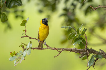 Lesser masked weaver perched on a branch and singing 