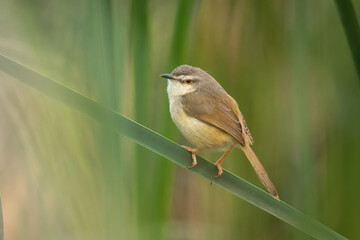 Tawny-flanked Prinia perched on a leaf in natural habitat
