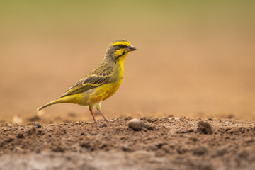 Yellow-fronted canary in a natural environment