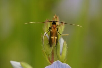 Natural vertical closeup on the rare Little longhorn micro moth, Cauchas fibulella, sitting against a blurred green background