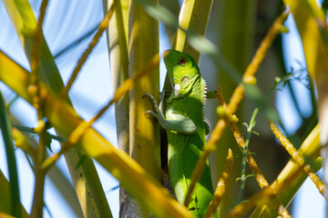 A baby Green Iguana climbs up branches in a palm tree on the island of Trinidad in the West Indies