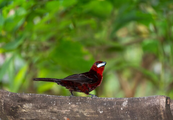 Silver-beaked Tanager bird perched on a bamboo bird feeder in a tropical garden.