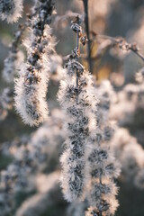 Macros of Withered Solidago decurrens Lour